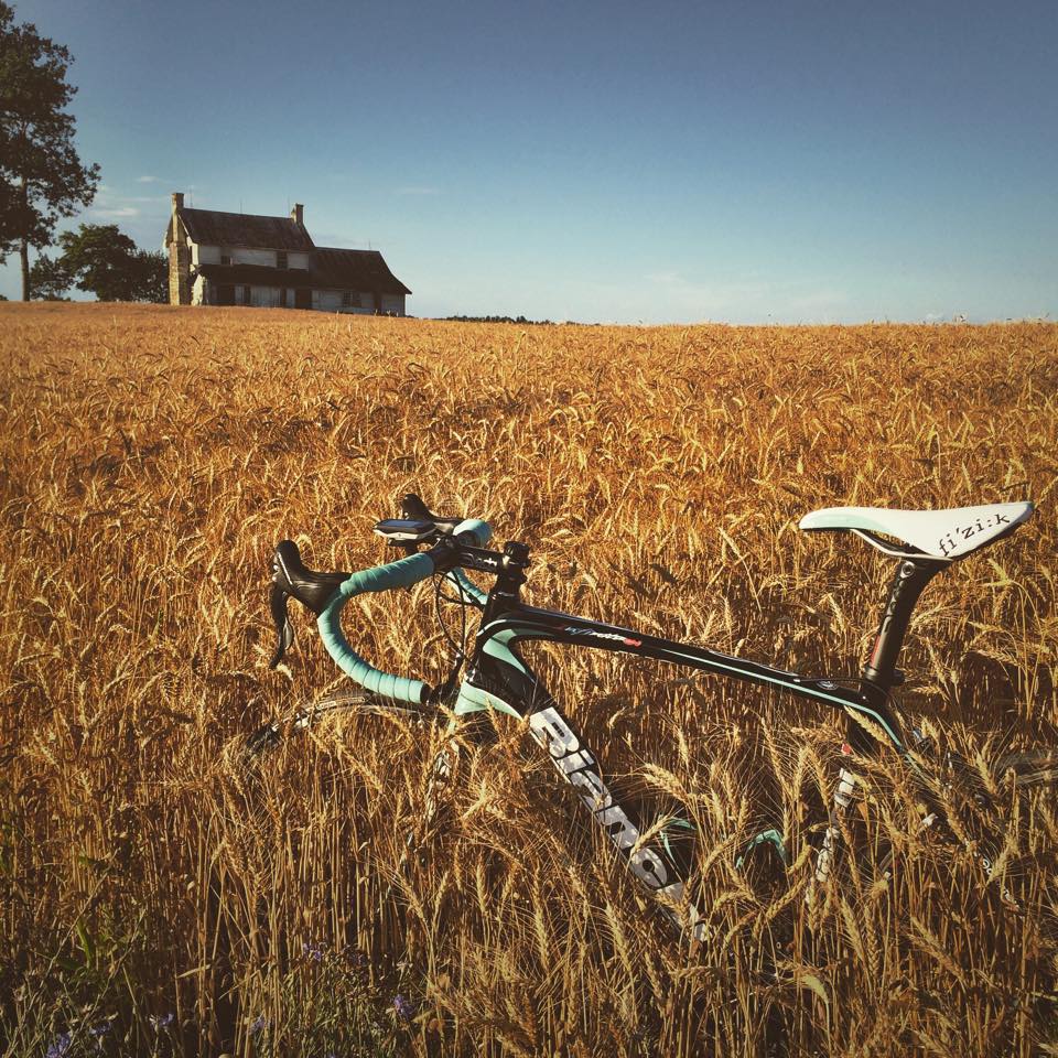 Johnny’s Bianchi Infinito CV, Looking Good in a field of wheat!